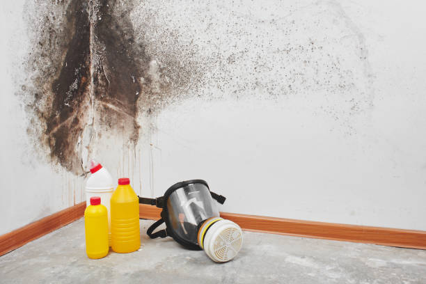 Best Commercial Mold Remediation in Toquerville, UT