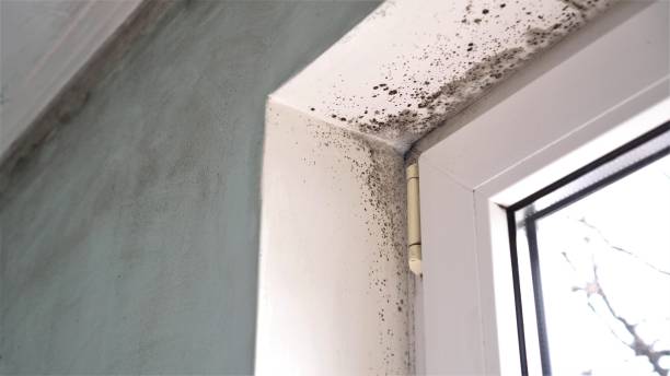 Best Mold Remediation for Specific Building Types in Toquerville, UT