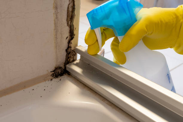 Best HVAC Mold Remediation in Toquerville, UT