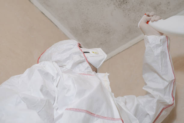 Best Kitchen Mold Remediation in Toquerville, UT