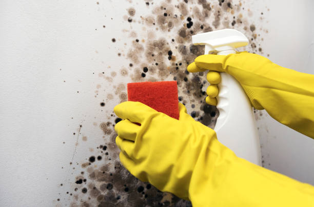 Best Black Mold Remediation in Toquerville, UT