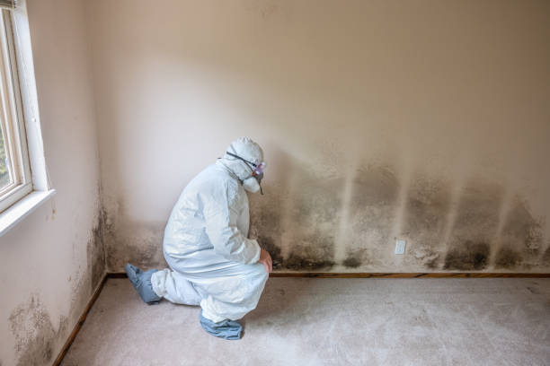 Best Mold Remediation for Specific Building Types in Toquerville, UT