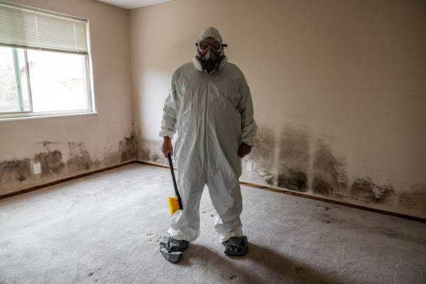 Best Emergency Mold Remediation in Toquerville, UT