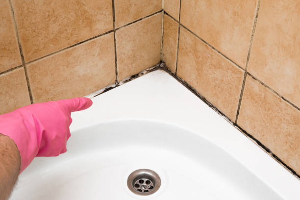 Best Commercial Mold Remediation in Toquerville, UT